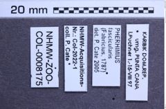 Etikette zu Pherhimius fascicularis (Fabricius, 1787) (NHMW-ZOO-COL-0008175)